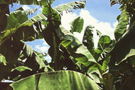 Photo Wallpaper In the middle of the jungle