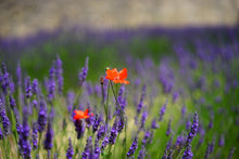 Load image into Gallery viewer, Photo Wallpaper Poppy in the lavender
