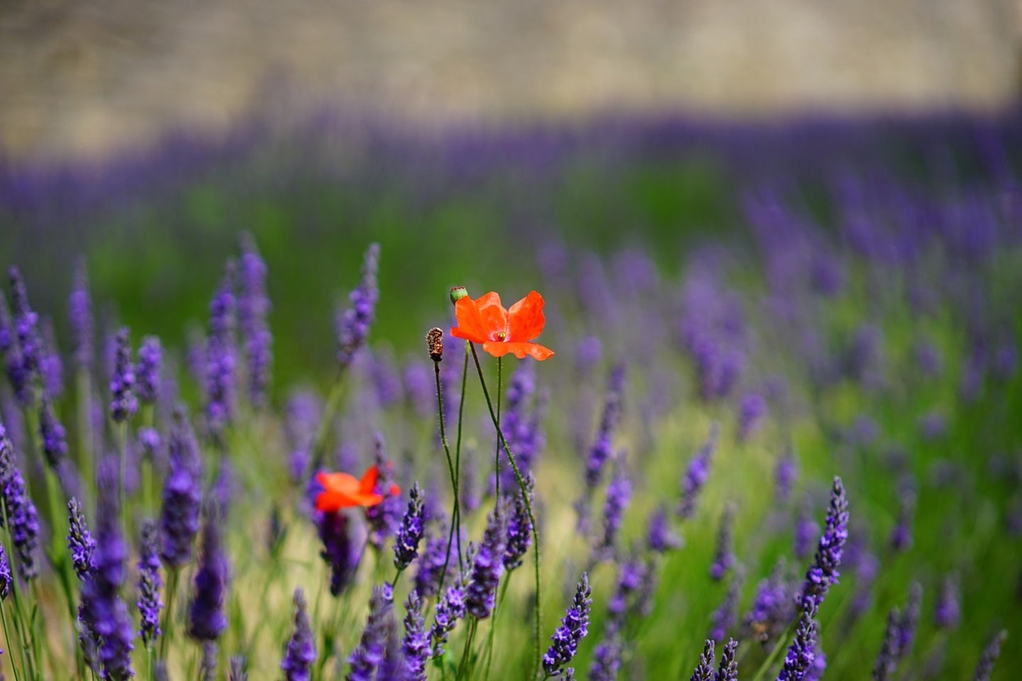 Photo Wallpaper Poppy in the lavender