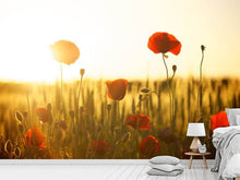 Load image into Gallery viewer, Photo Wallpaper Poppy in the sunset
