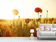 Load image into Gallery viewer, Photo Wallpaper Poppy in the sunset
