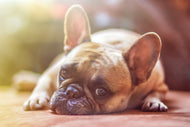 Photo Wallpaper Tired bulldog