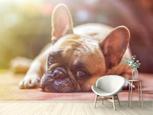 Load image into Gallery viewer, Photo Wallpaper Tired bulldog
