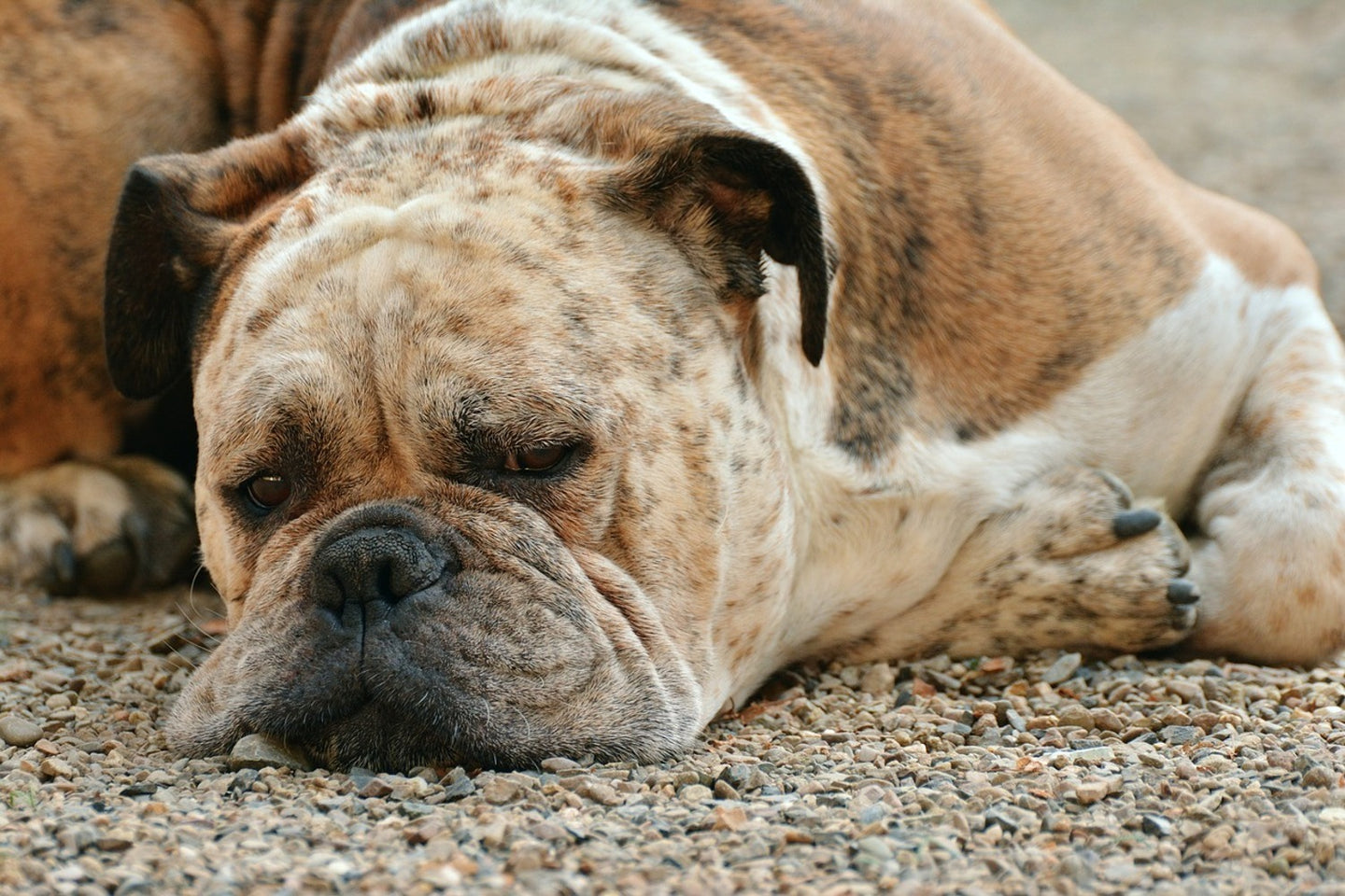 Photo Wallpaper Tired boxer