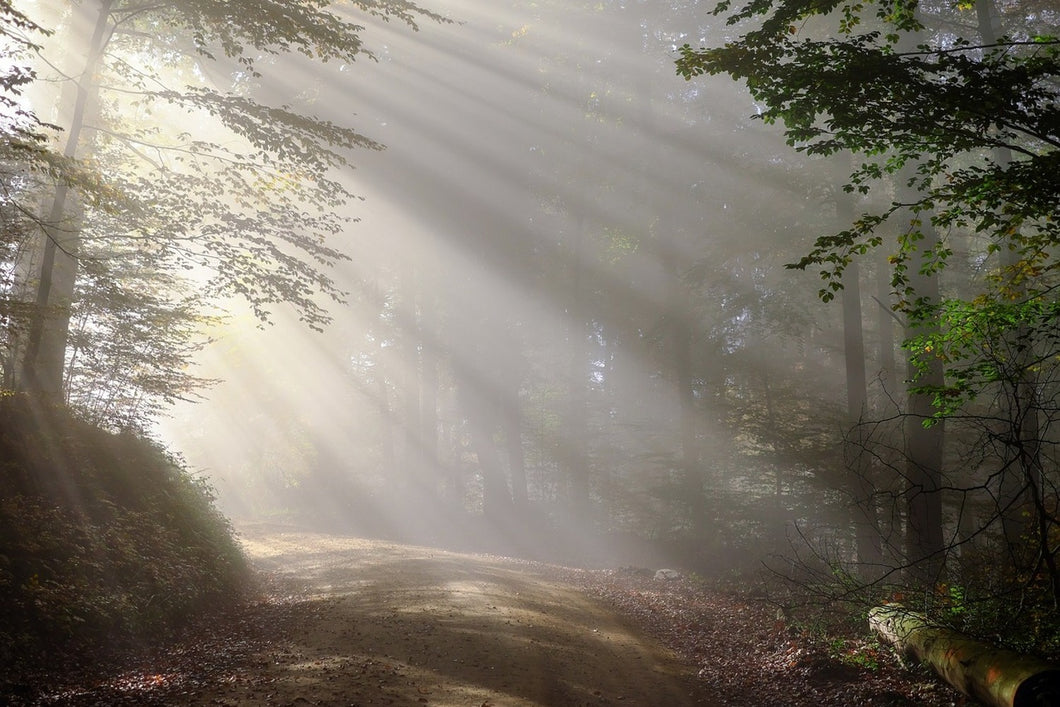 Photo Wallpaper Mystical light in the forest