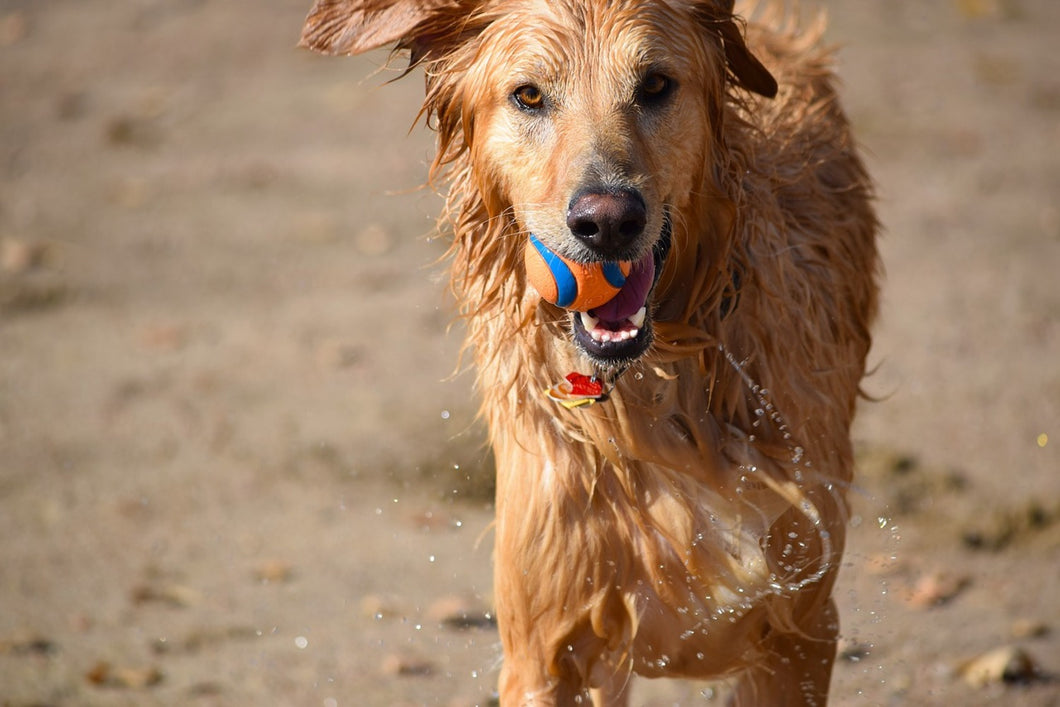 Photo Wallpaper Wet dog