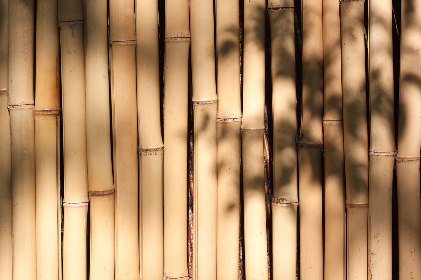Photo Wallpaper Natural bamboo