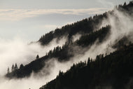 Photo Wallpaper Fog in the woods