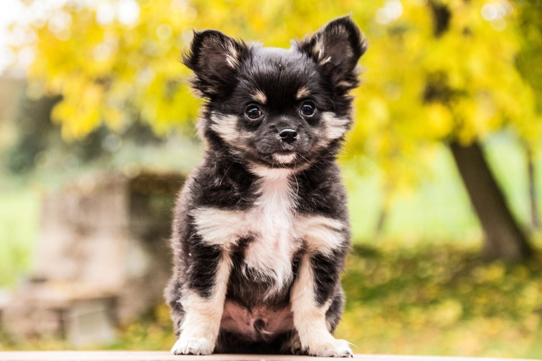 Photo Wallpaper Cute chihuahua puppy