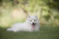 Photo Wallpaper Cute spitz puppy