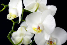 Load image into Gallery viewer, Photo Wallpaper Orchid close up
