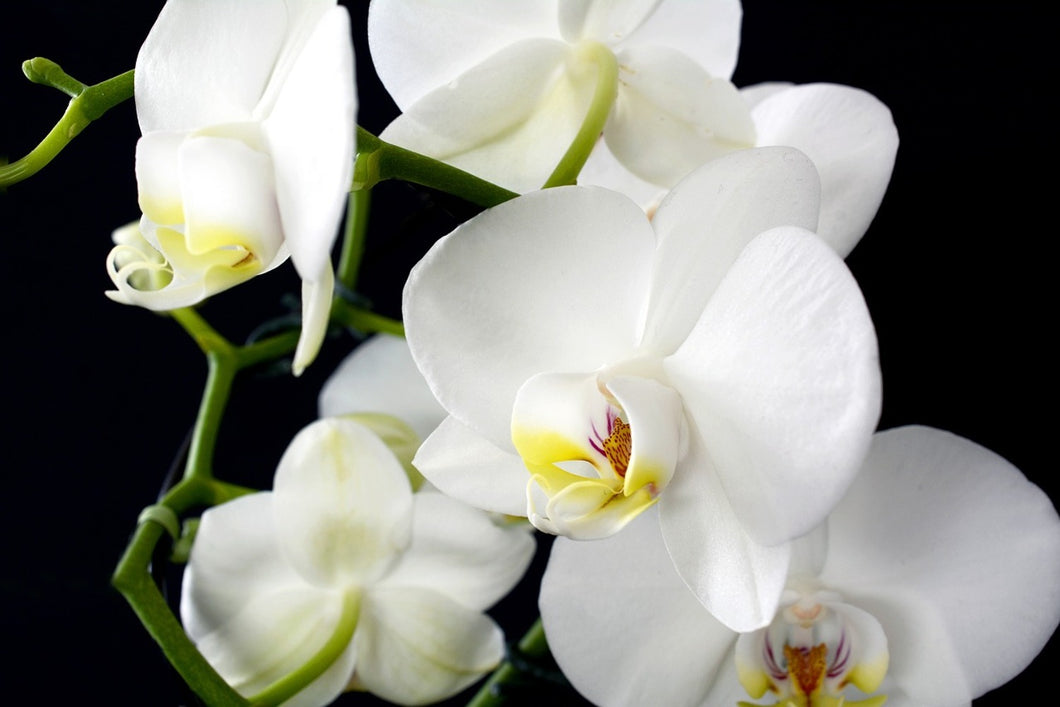 Photo Wallpaper Orchid close up