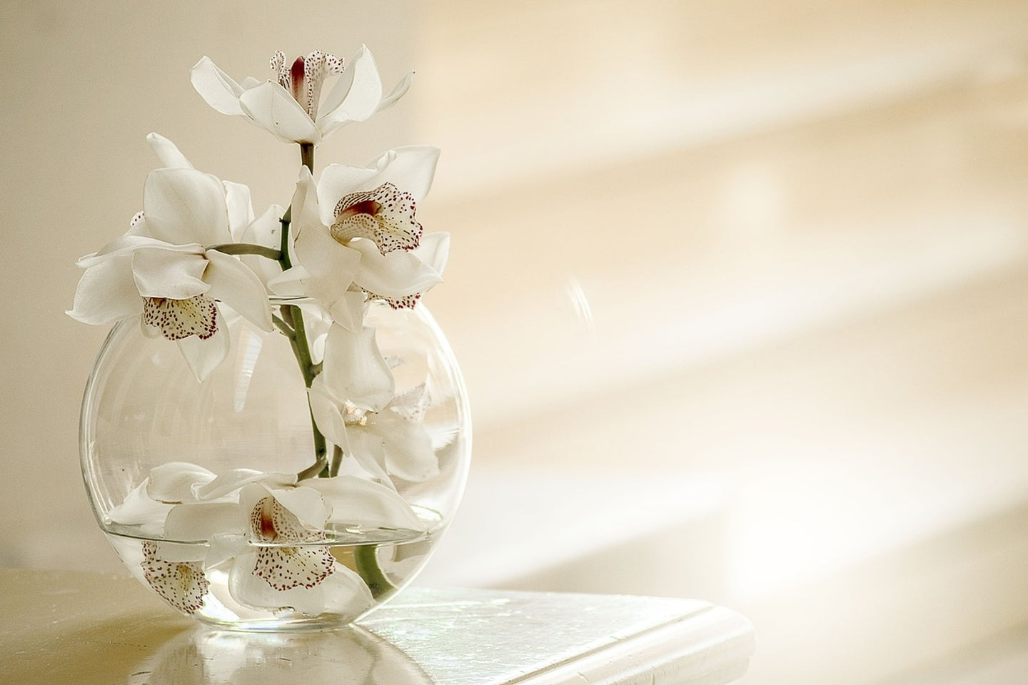 Photo Wallpaper Orchid in the glass