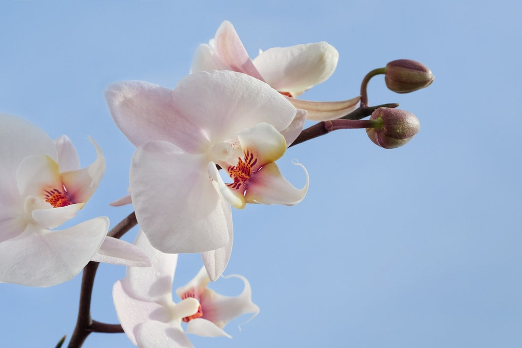 Photo Wallpaper Orchid in the sky