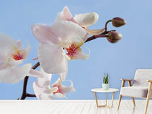Load image into Gallery viewer, Photo Wallpaper Orchid in the sky
