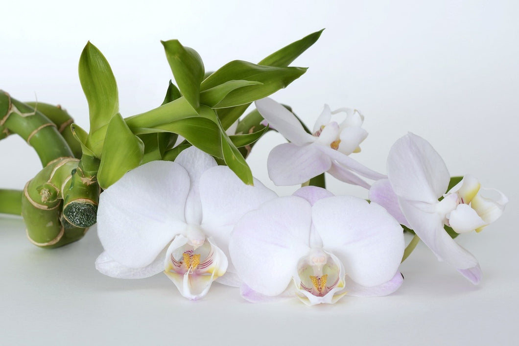Photo Wallpaper Orchid and bamboo