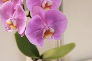 Photo Wallpaper Orchids with purple flowers in XL