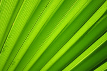 Load image into Gallery viewer, Photo Wallpaper Palm stripes 2
