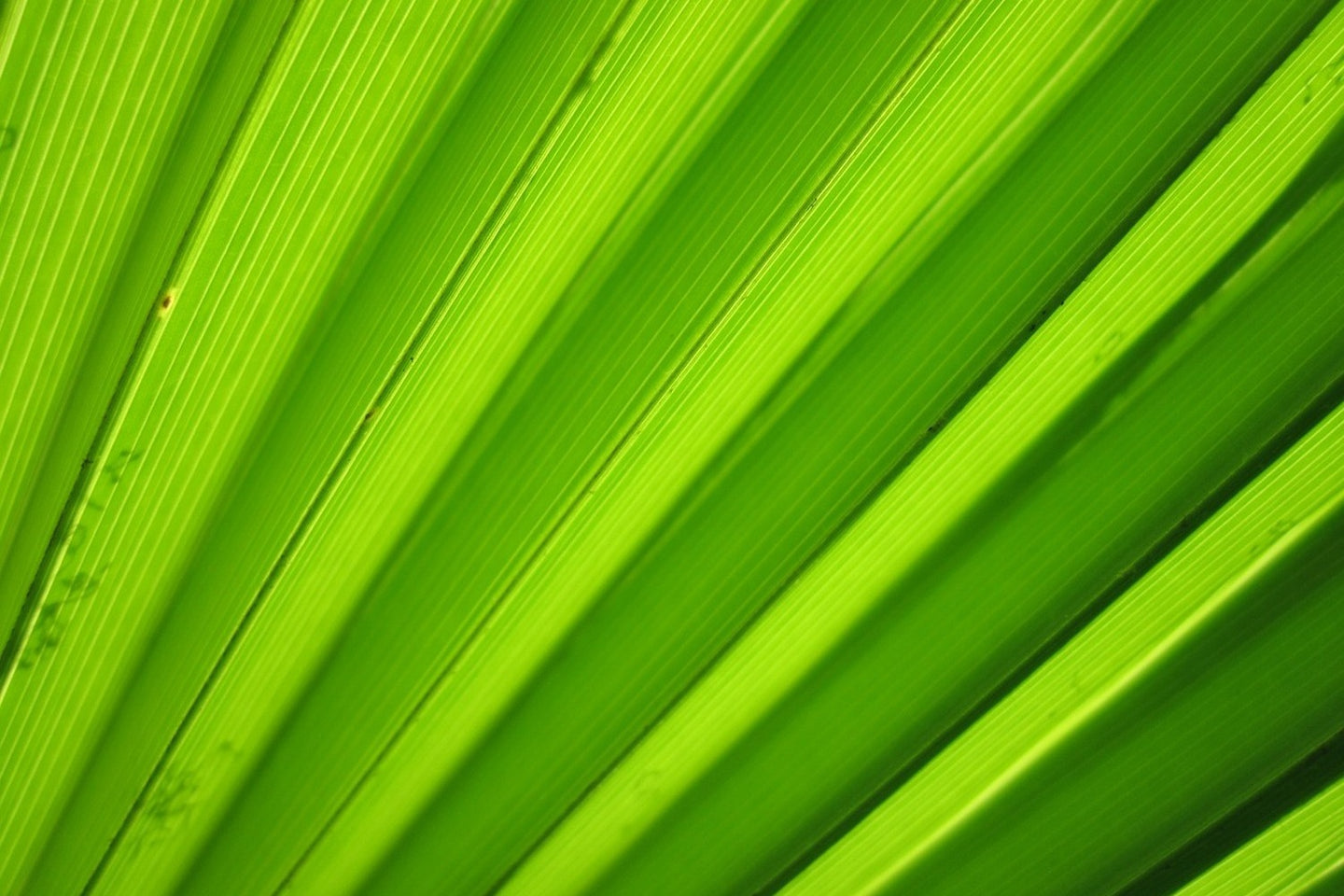 Photo Wallpaper Palm stripes 2