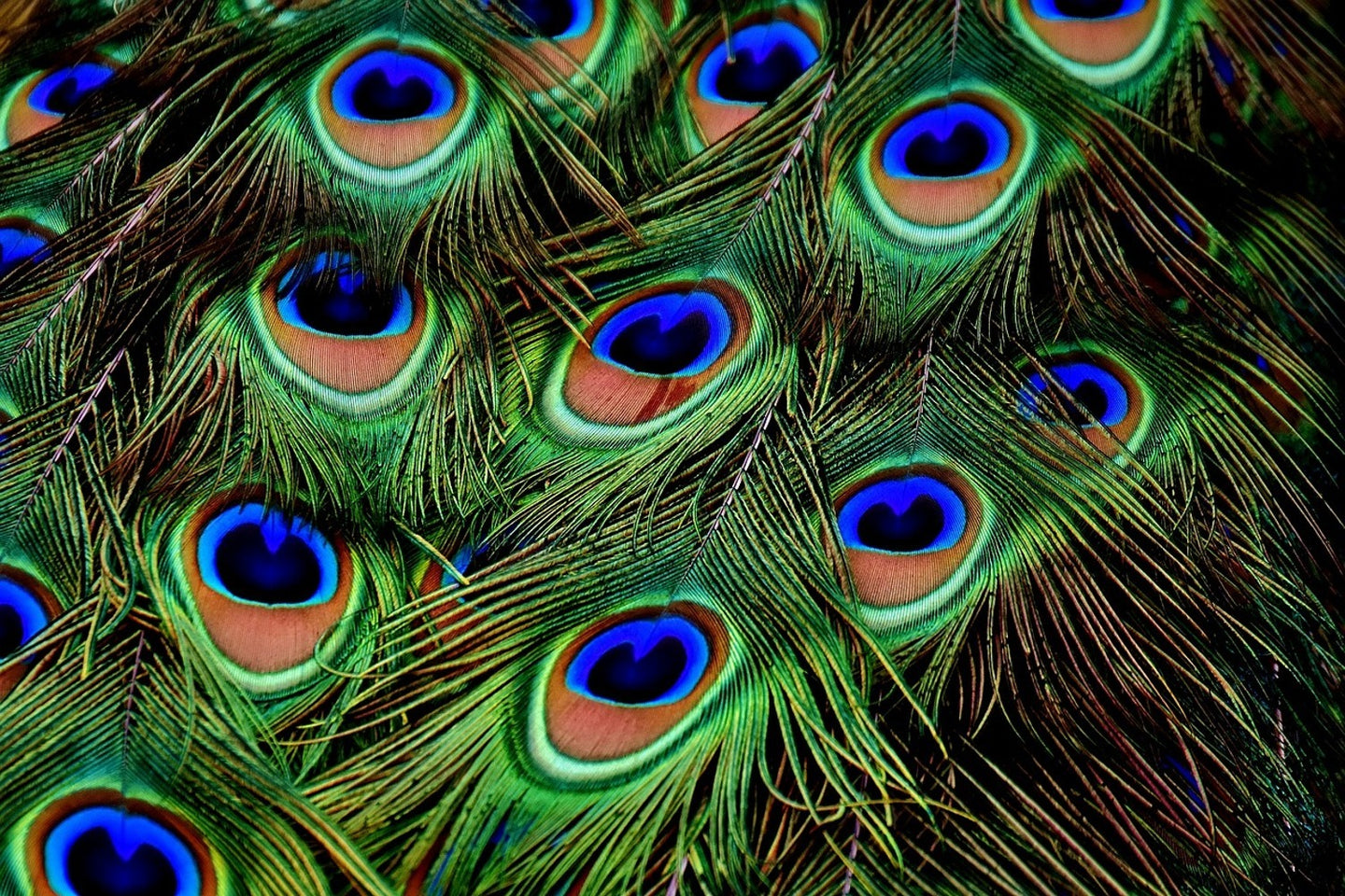 Photo Wallpaper Peacock feathers XXL