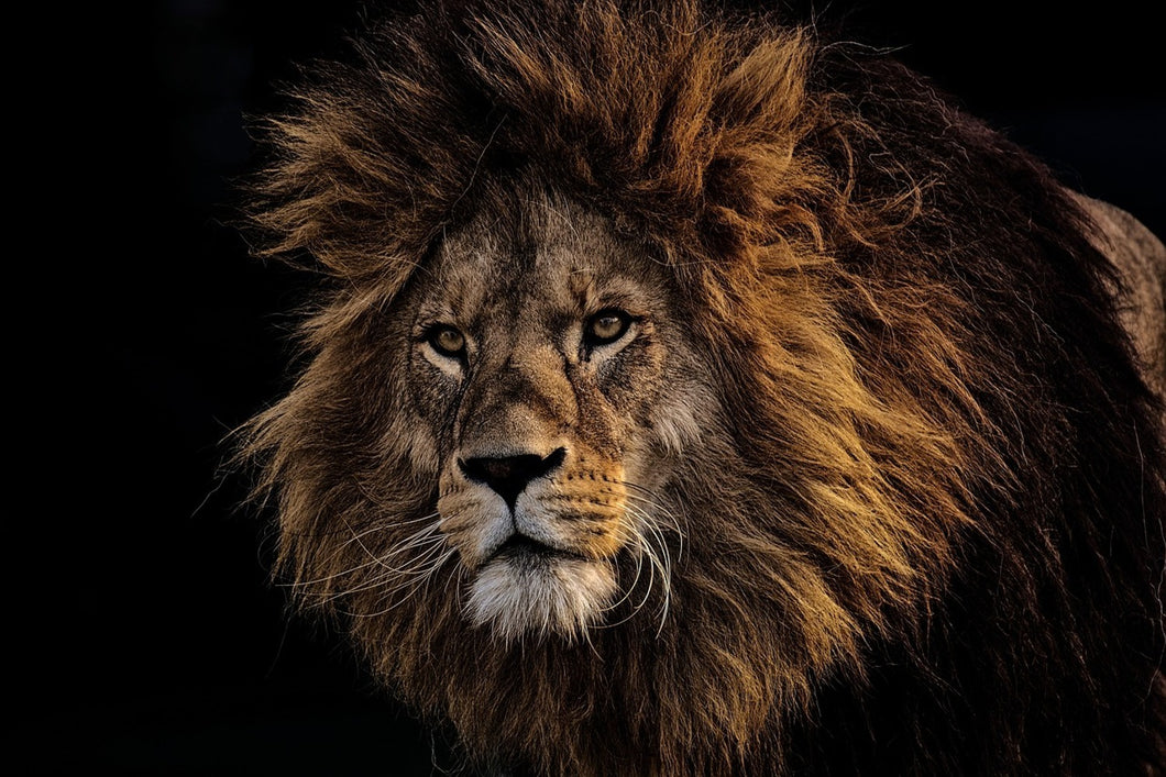 Photo Wallpaper Portrait of a lion