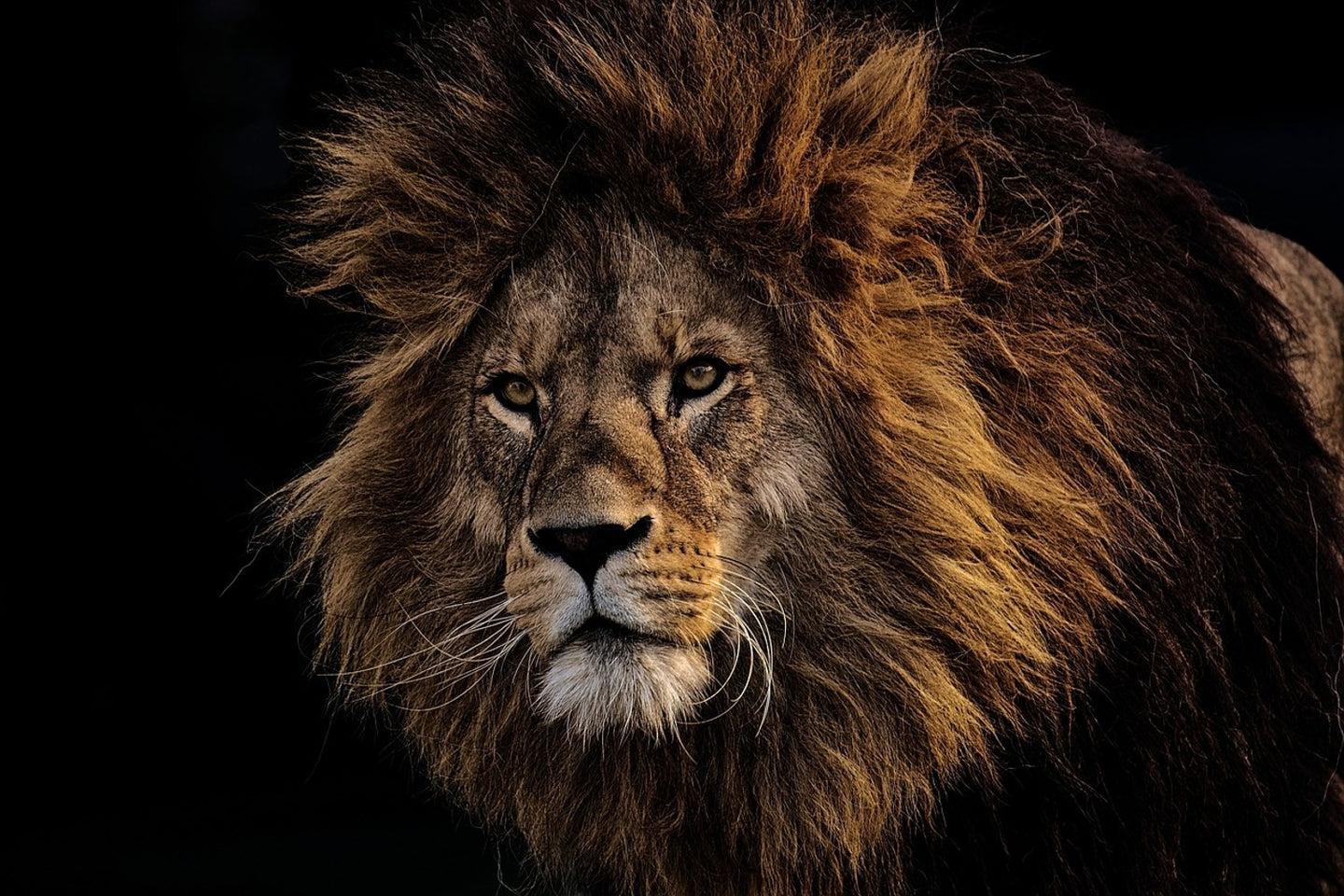 Photo Wallpaper Portrait of a lion