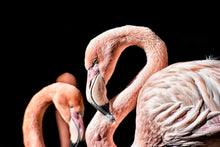 Load image into Gallery viewer, Photo Wallpaper Magnificent flamingos
