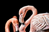 Photo Wallpaper Magnificent flamingos