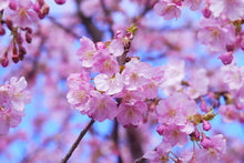 Load image into Gallery viewer, Photo Wallpaper Gorgeous cherry blossom
