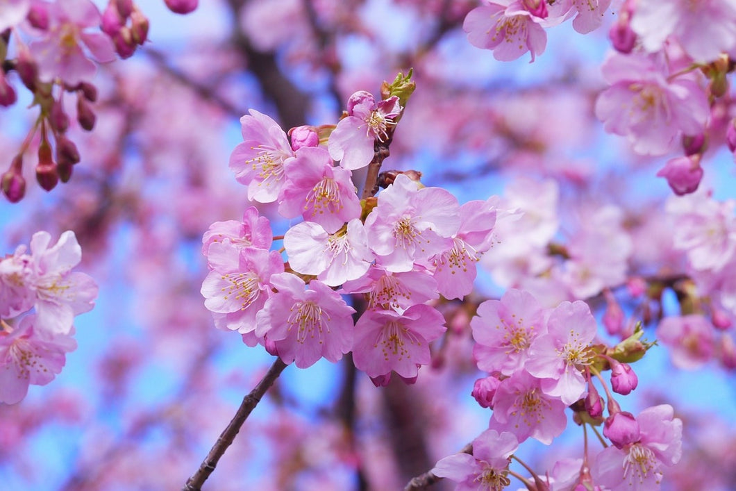 Photo Wallpaper Gorgeous cherry blossom