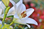 Photo Wallpaper Magnificent lily in white