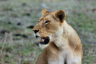 Photo Wallpaper Magnificent lioness