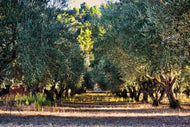 Photo Wallpaper Magnificent olive trees