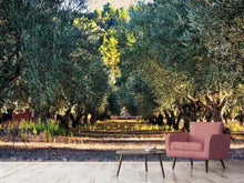 Load image into Gallery viewer, Photo Wallpaper Magnificent olive trees

