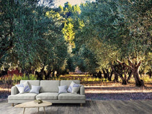 Load image into Gallery viewer, Photo Wallpaper Magnificent olive trees
