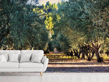 Load image into Gallery viewer, Photo Wallpaper Magnificent olive trees
