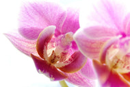 Photo Wallpaper Magnificent phalaenopsis