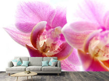 Load image into Gallery viewer, Photo Wallpaper Magnificent phalaenopsis
