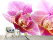 Load image into Gallery viewer, Photo Wallpaper Magnificent phalaenopsis
