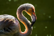 Photo Wallpaper Gorgeous bird