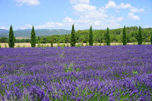 Load image into Gallery viewer, Photo Wallpaper Magnificent lavender field
