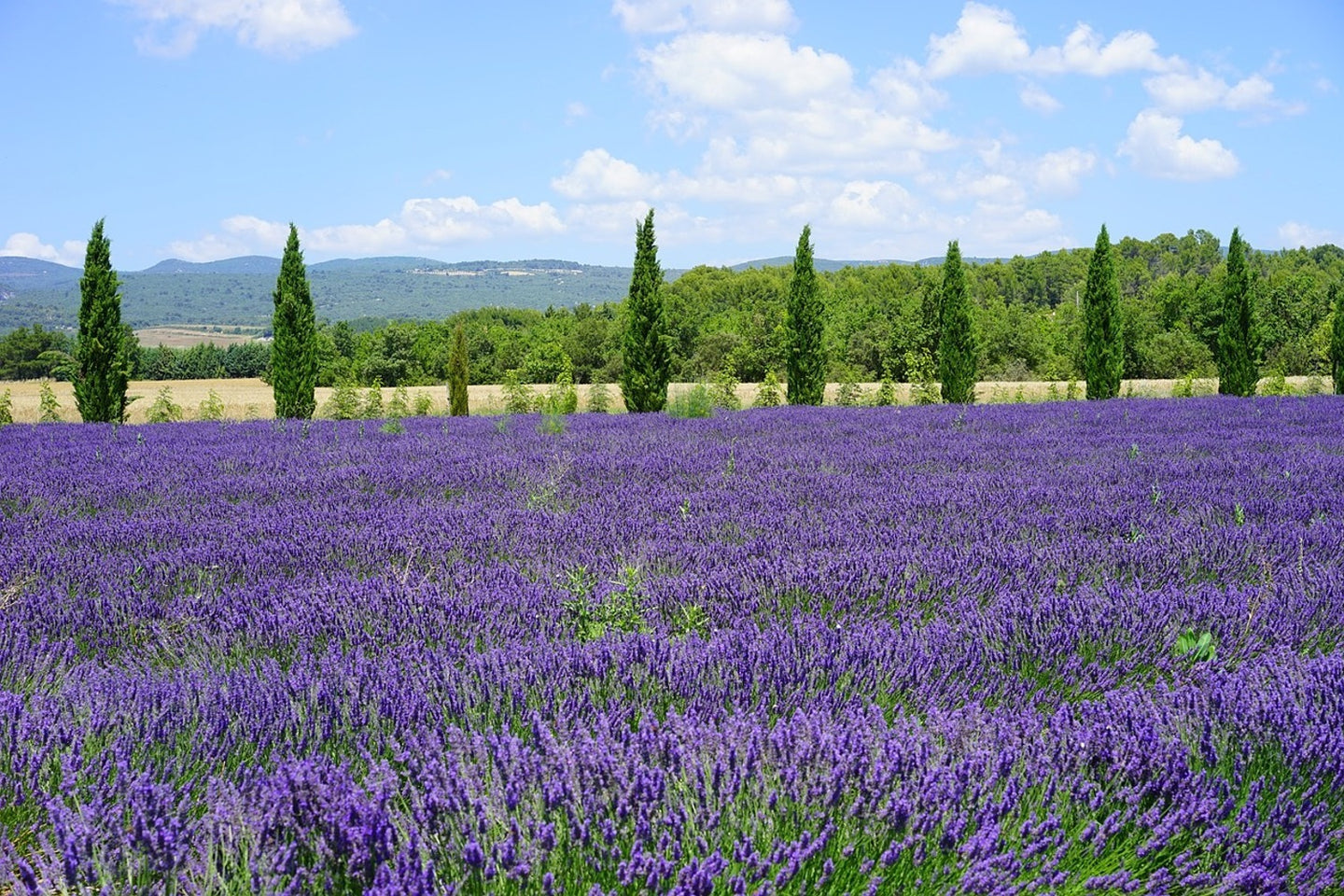 Photo Wallpaper Magnificent lavender field