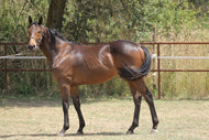 Photo Wallpaper Magnificent thoroughbred