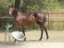 Load image into Gallery viewer, Photo Wallpaper Magnificent thoroughbred
