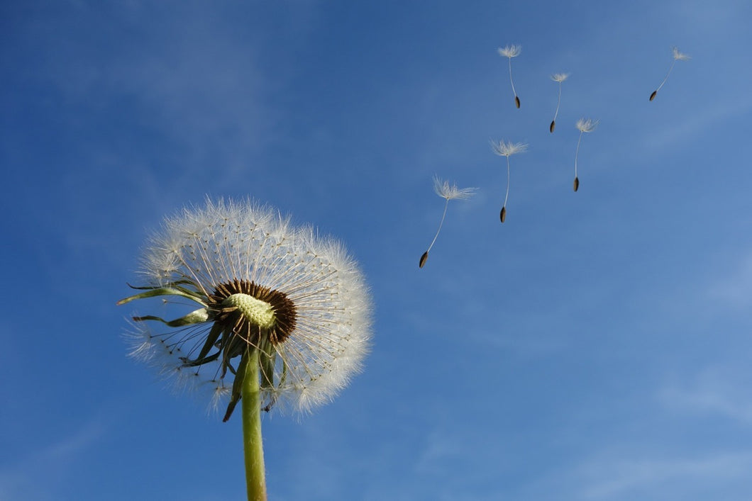 Photo Wallpaper Dandelion - I wish for something