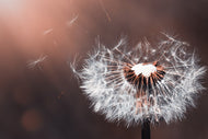 Photo Wallpaper Dandelion in the evening light