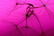 Photo Wallpaper Dandelion in pink