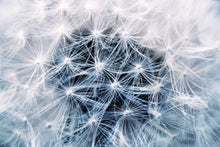 Load image into Gallery viewer, Photo Wallpaper Ripe dandelion Close up

