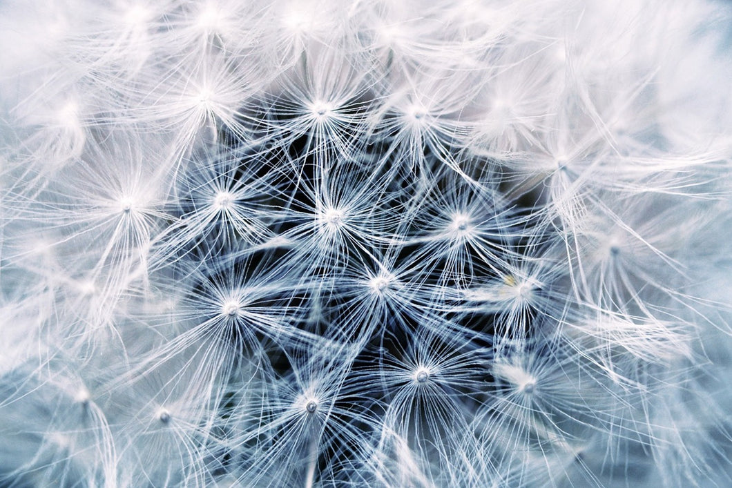 Photo Wallpaper Ripe dandelion Close up