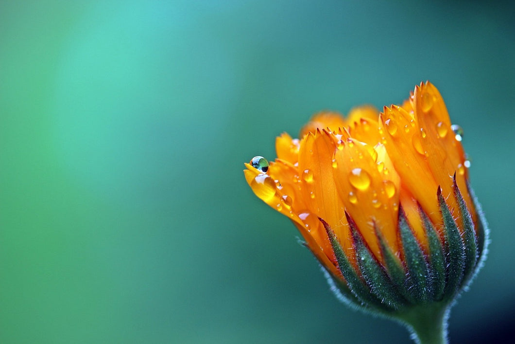 Photo Wallpaper Marigold in morning dew